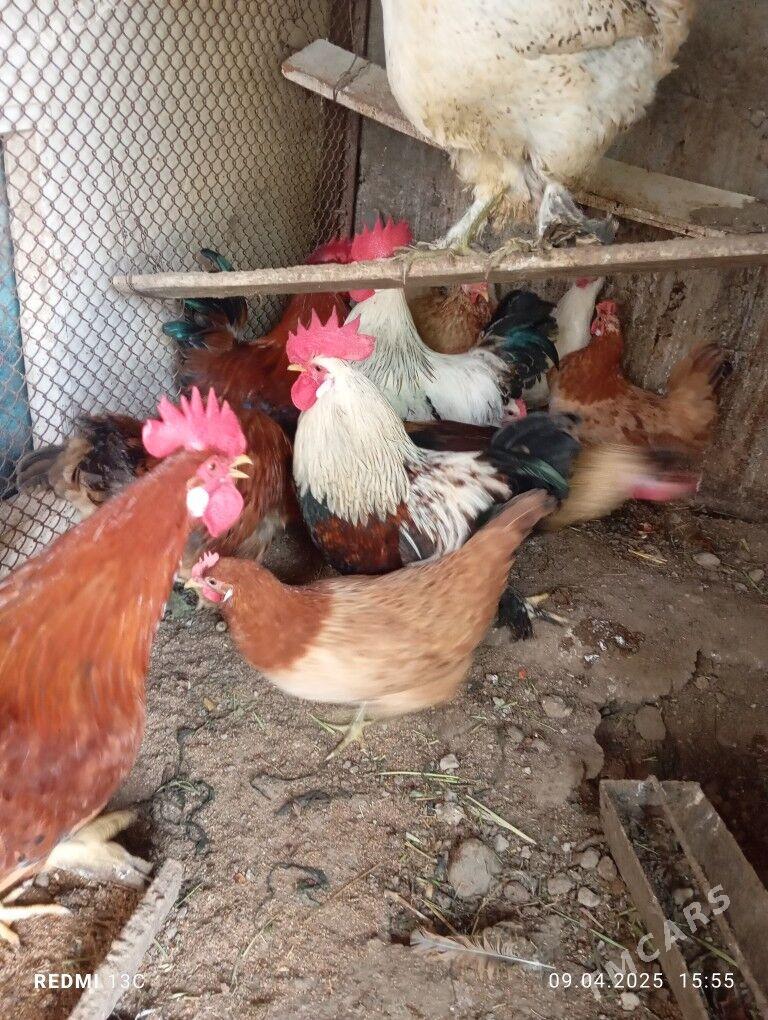 Horaz - Бузмеин - img 2