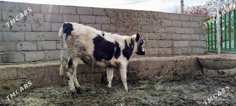 okuz tuwe - Бахарден - img 2