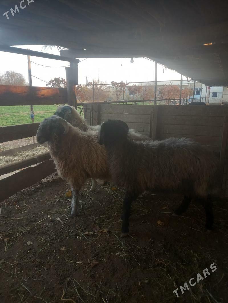 URUŞYAN GOCLAR. - Çärjew - img 6