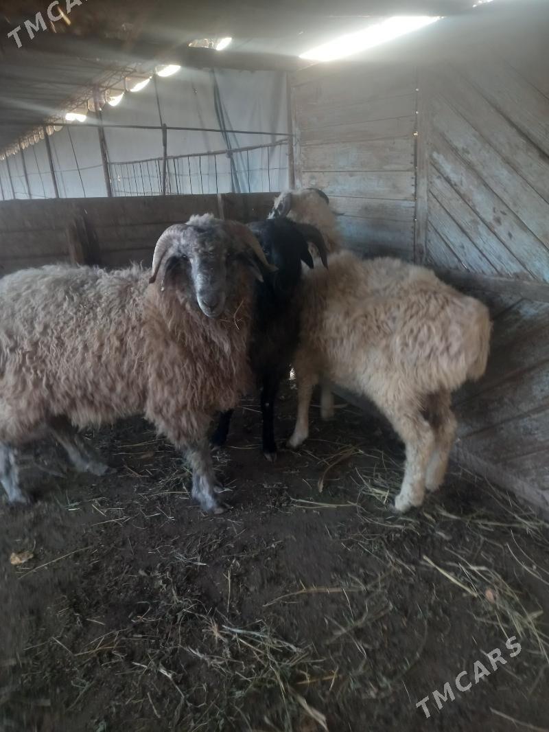 URUŞYAN GOCLAR. - Çärjew - img 7