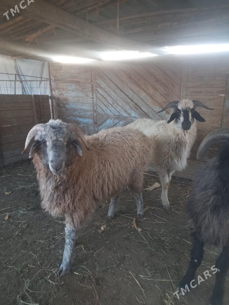 URUŞYAN GOCLAR. - Çärjew - img 4