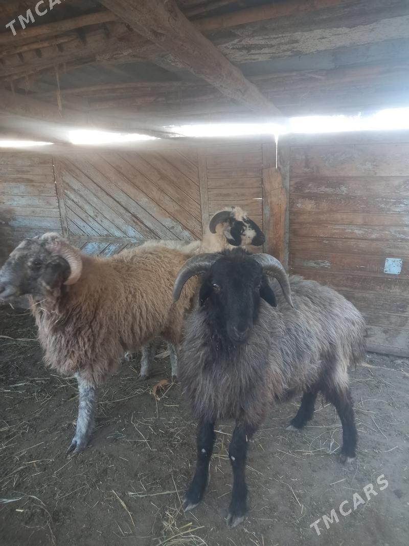 URUŞYAN GOCLAR. - Çärjew - img 3