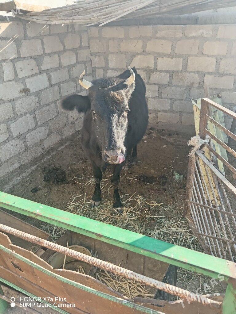 Sygyr - Гумдаг - img 1