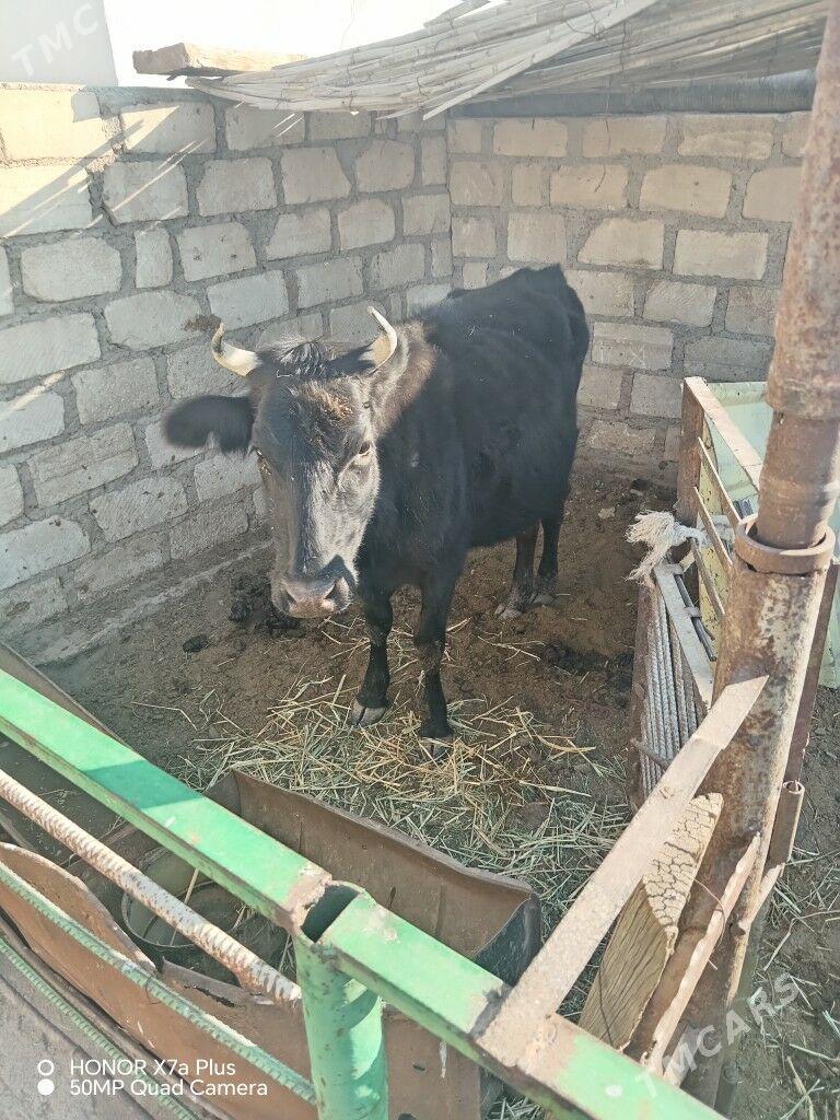 Sygyr - Гумдаг - img 2