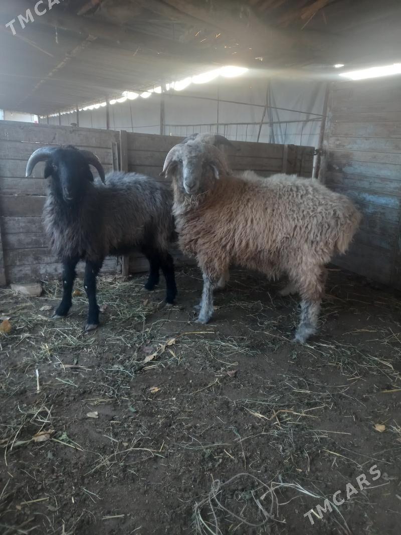 URUŞYAN GOCLAR. - Çärjew - img 5