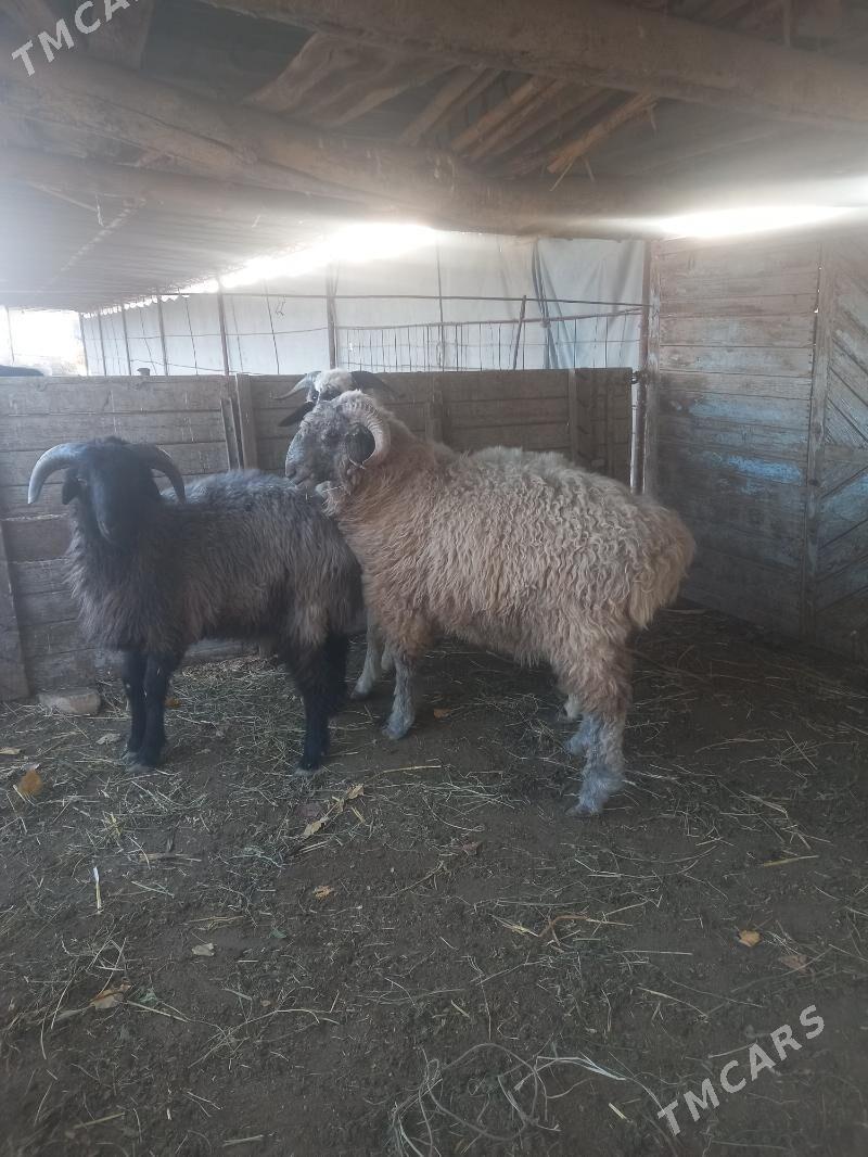 URUŞYAN GOCLAR. - Çärjew - img 8