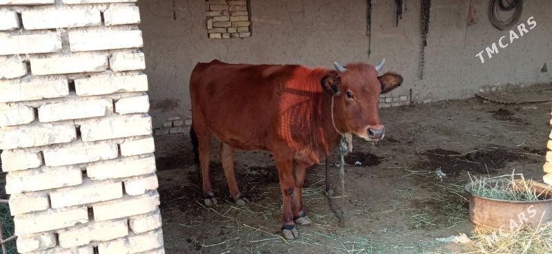 Göle - Векильбазар - img 4