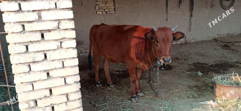 Göle - Векильбазар - img 5