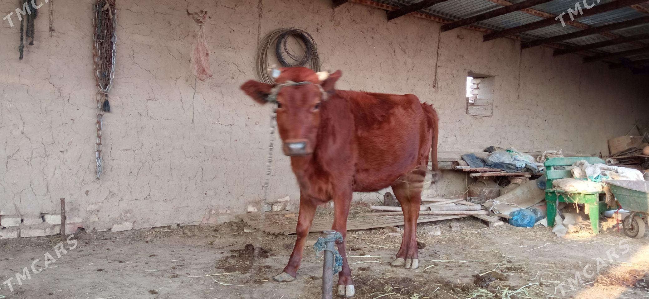 Göle - Векильбазар - img 2