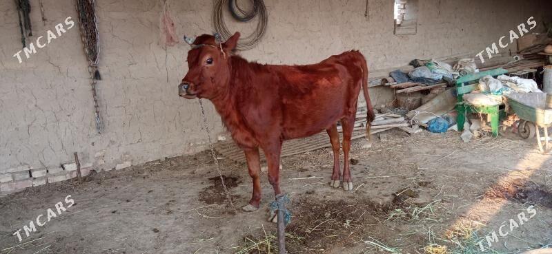 Göle - Векильбазар - img 3