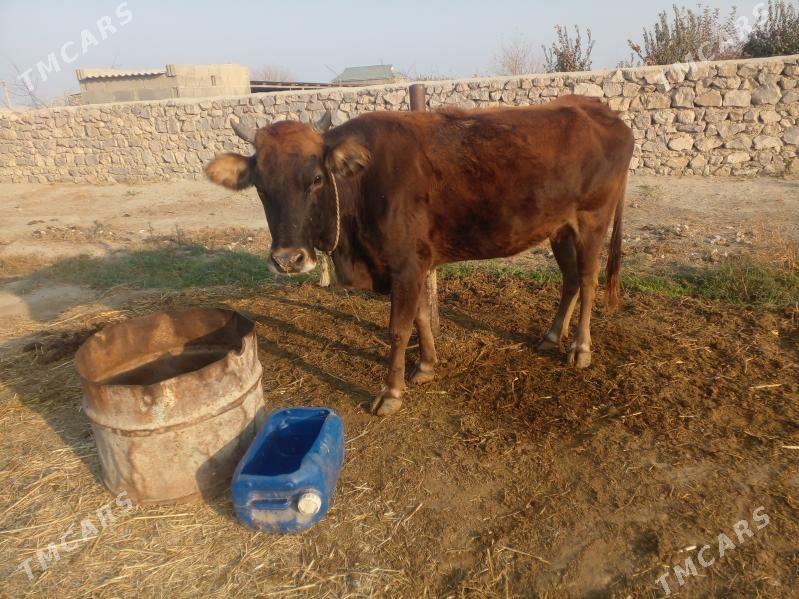 sygyr - Bäherden - img 4