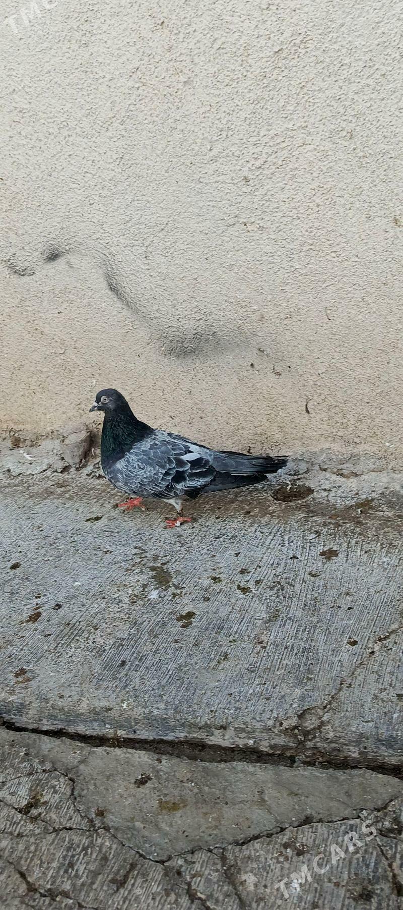 kepderi - Хитровка - img 2