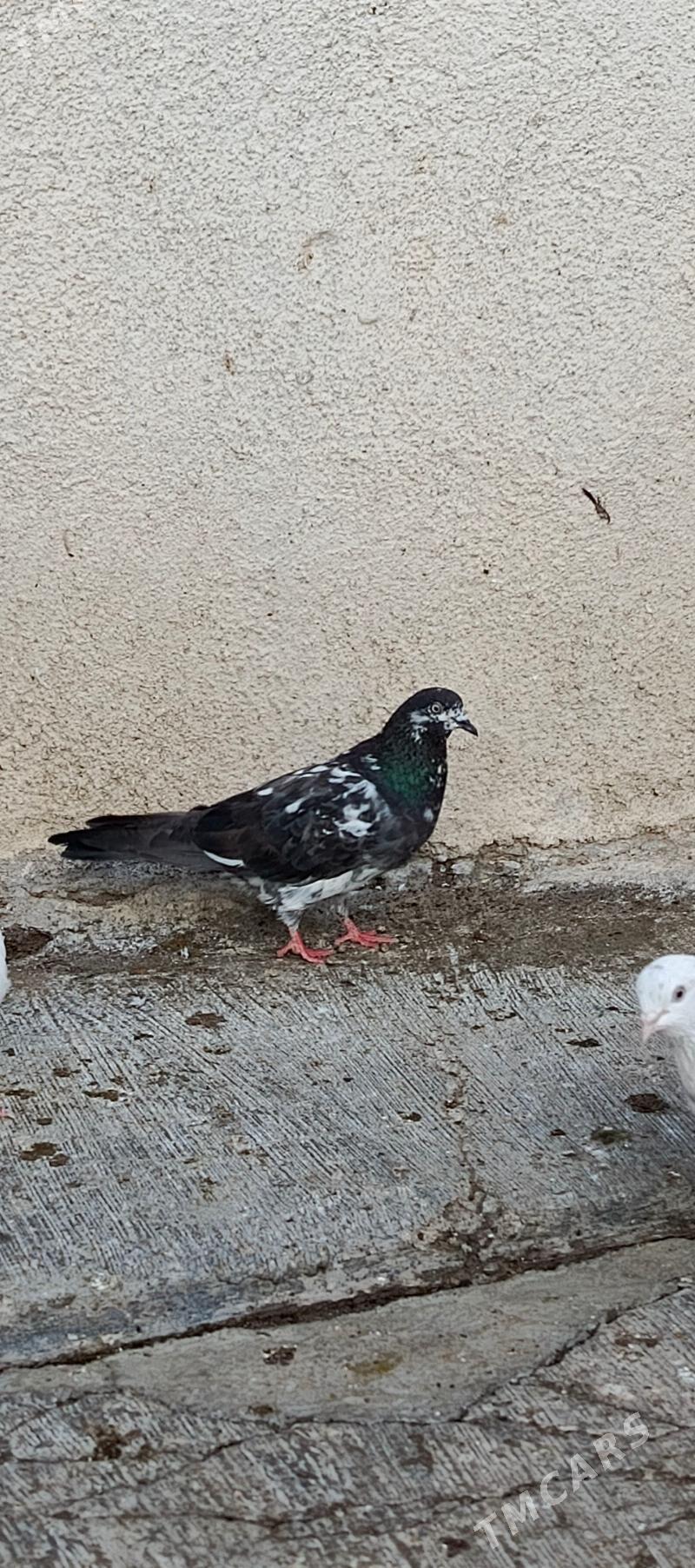 kepderi - Хитровка - img 3