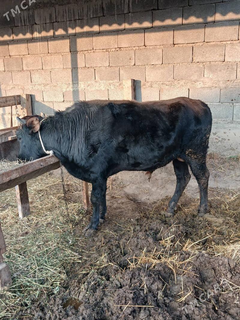 Okuz - Gökdepe - img 2