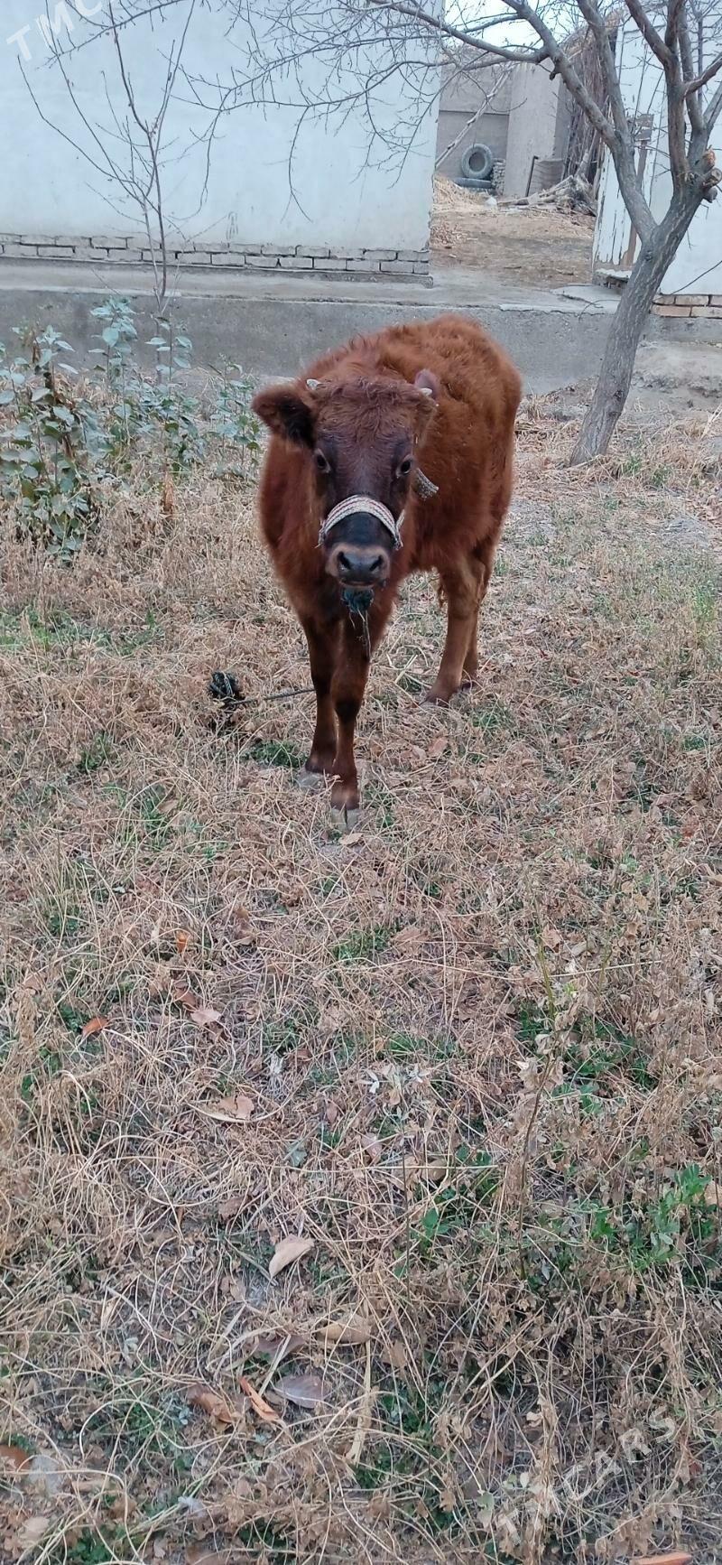 okuz bn kacar - Шабатский этрап - img 4