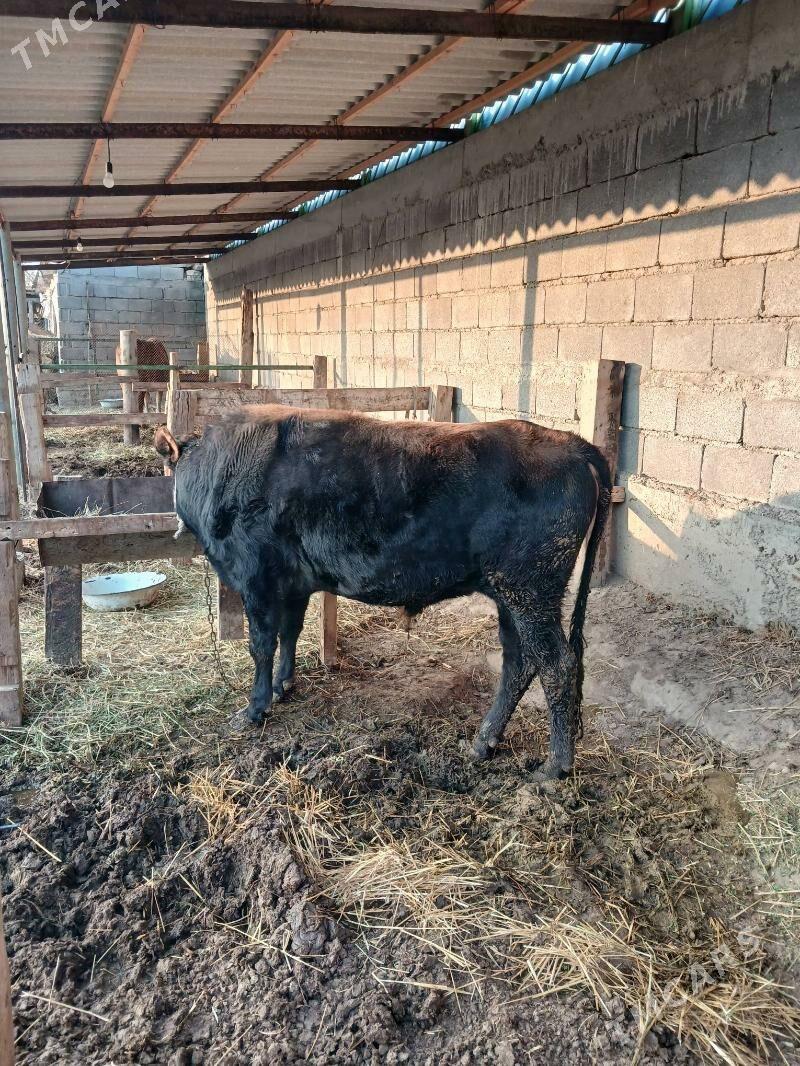 Okuz - Gökdepe - img 3