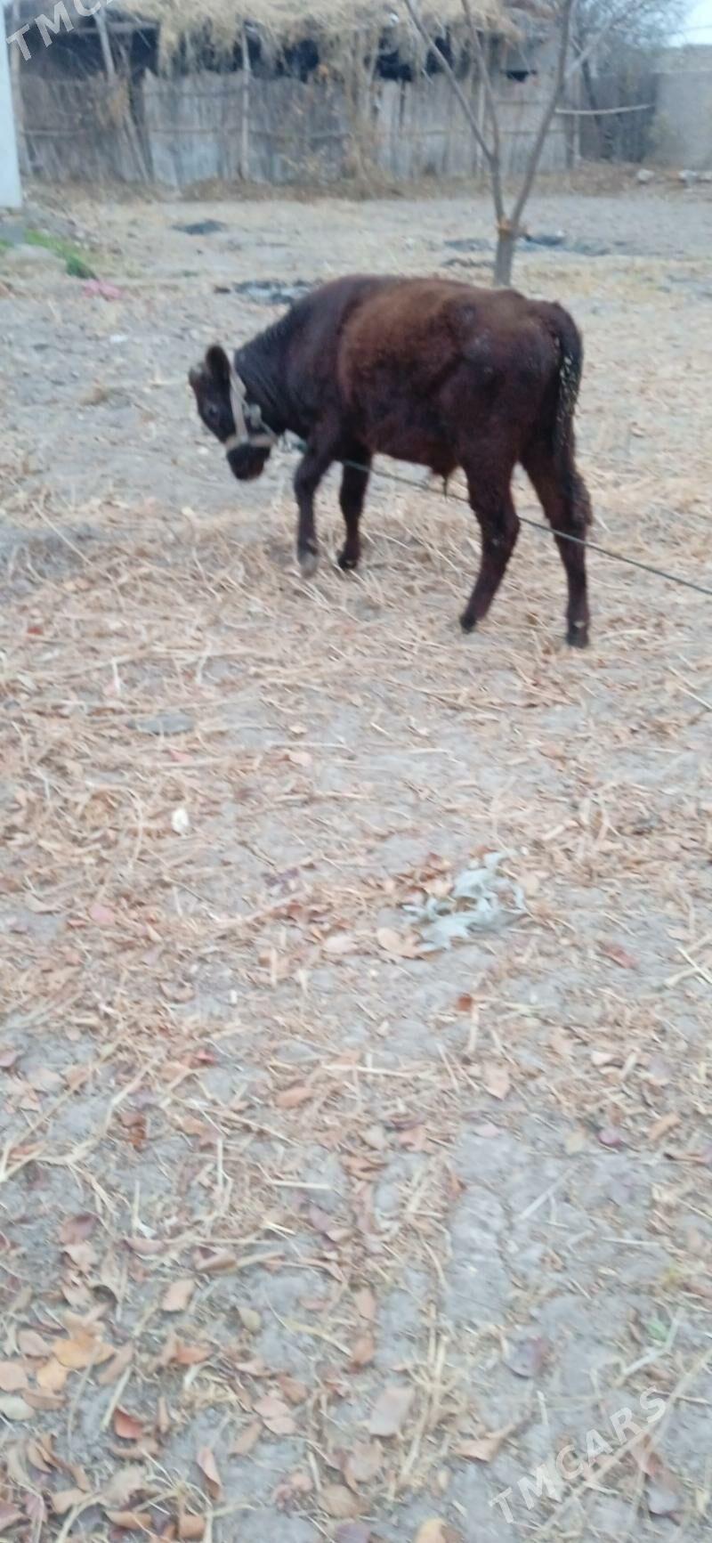 okuz bn kacar - Шабатский этрап - img 2