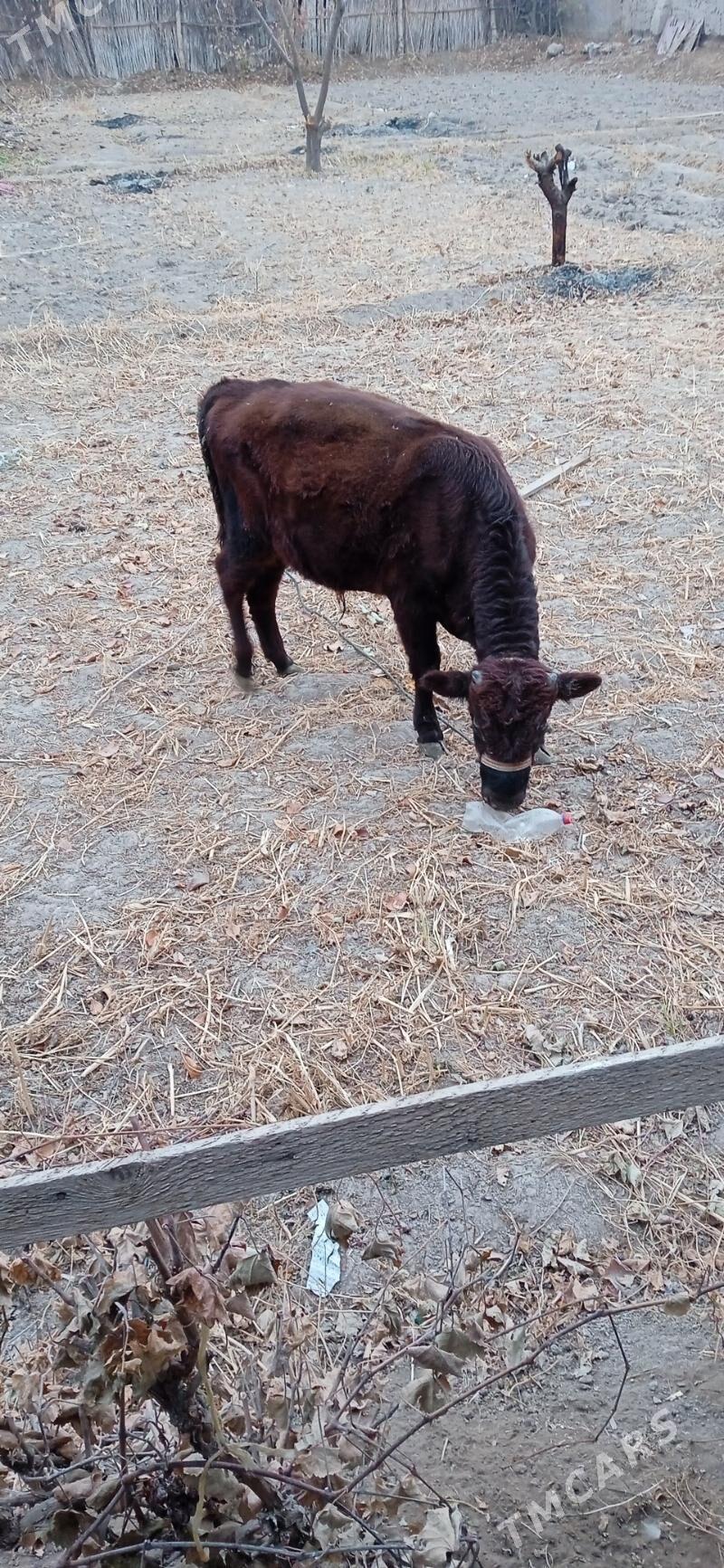 okuz bn kacar - Шабатский этрап - img 6