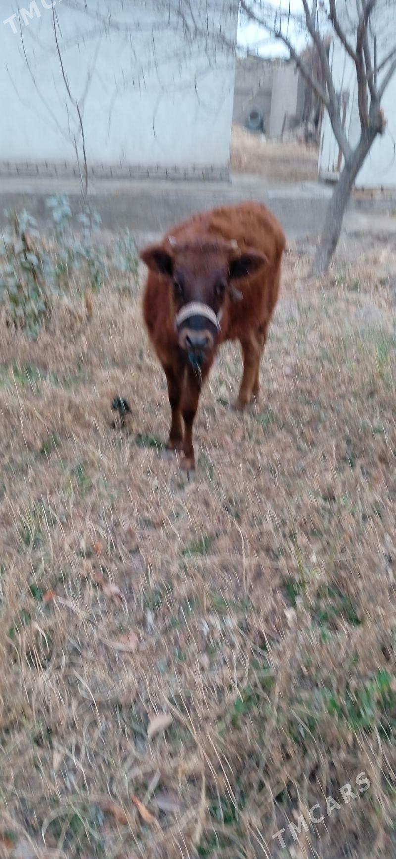 okuz bn kacar - Шабатский этрап - img 3