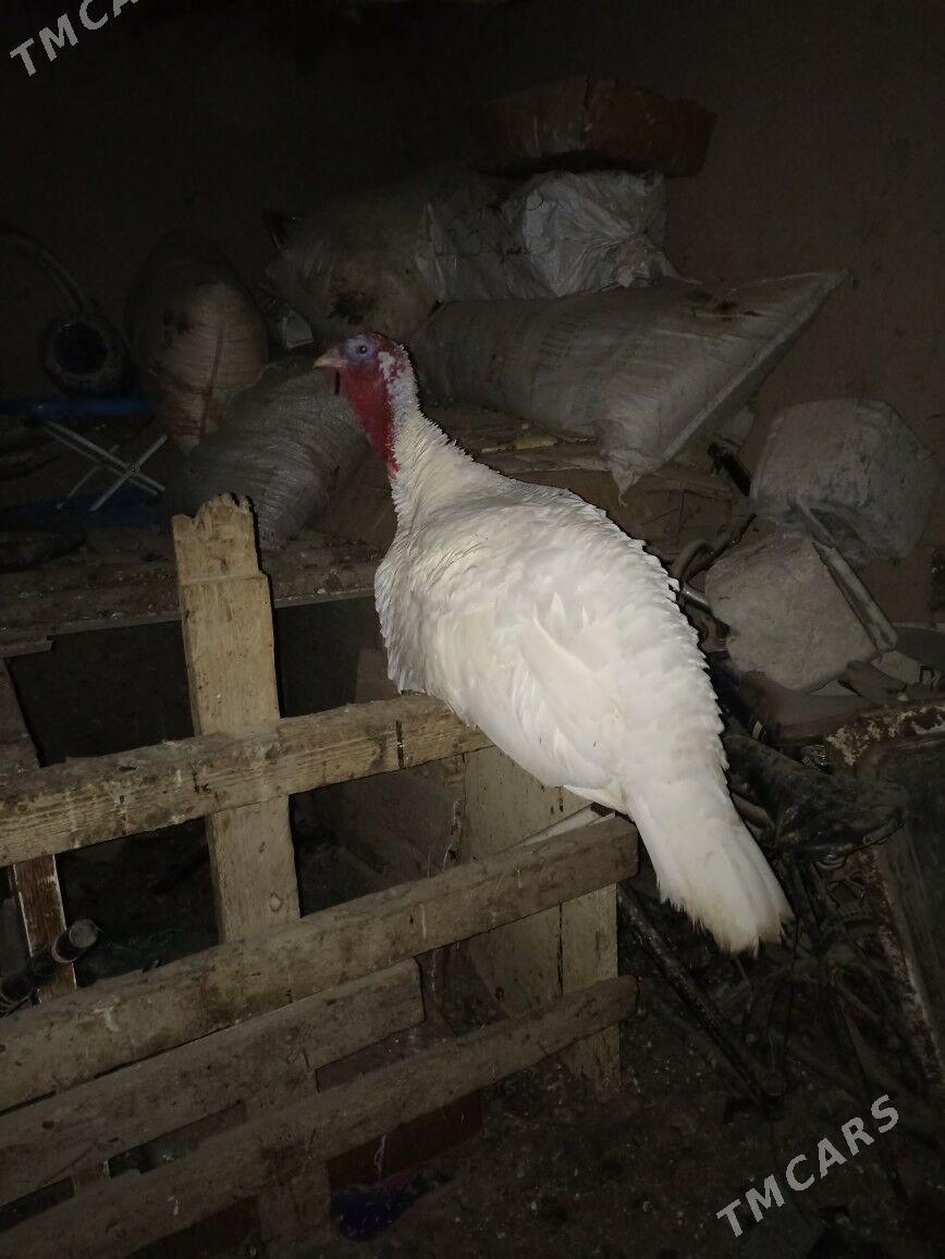 induk - Гурбансолтан Едже - img 1