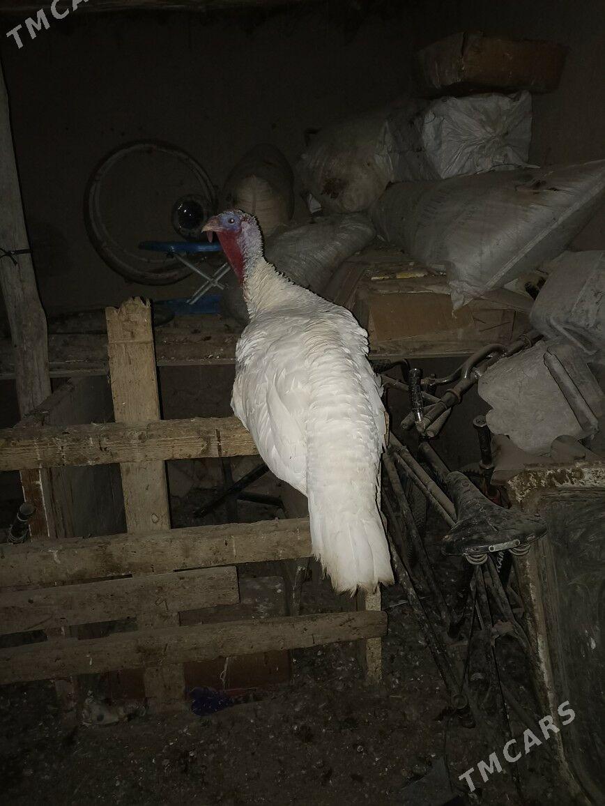 induk - Гурбансолтан Едже - img 2