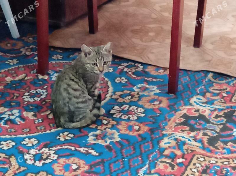 Domaşniy pişikler - Туркменабат - img 2