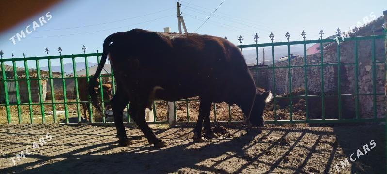 Gibrit bogoz sygyr - Бахарден - img 5