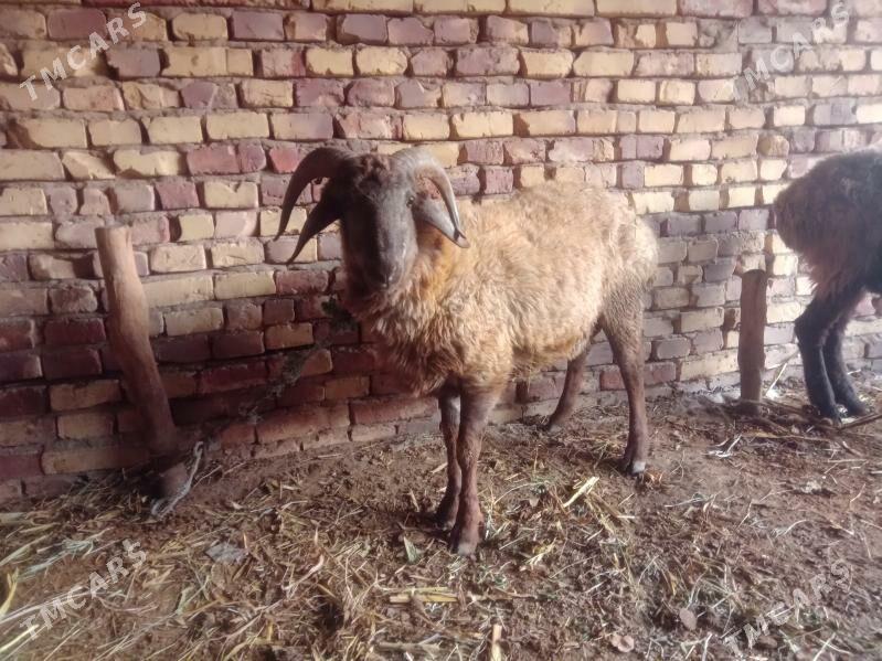 guzy - Seýdi - img 3