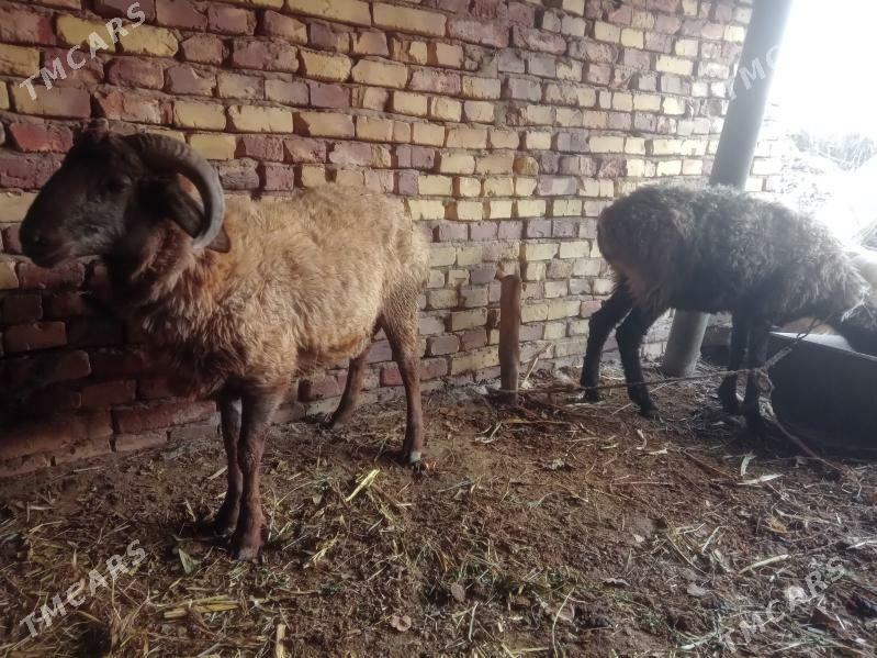 guzy - Seýdi - img 1