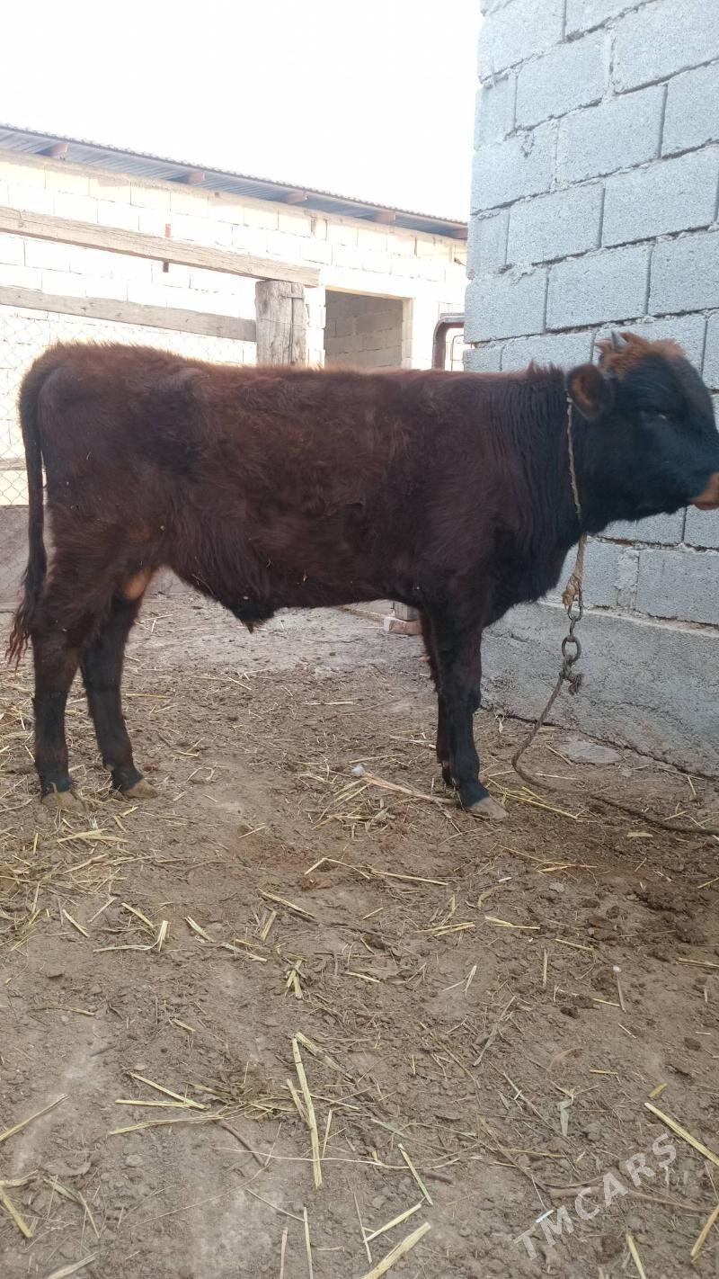 okuzce - Яшлык - img 2