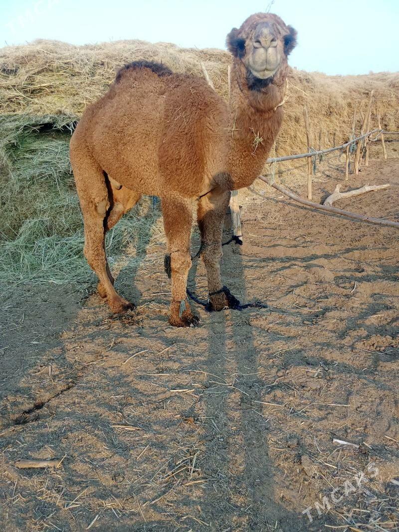 duye - Baýramaly - img 3