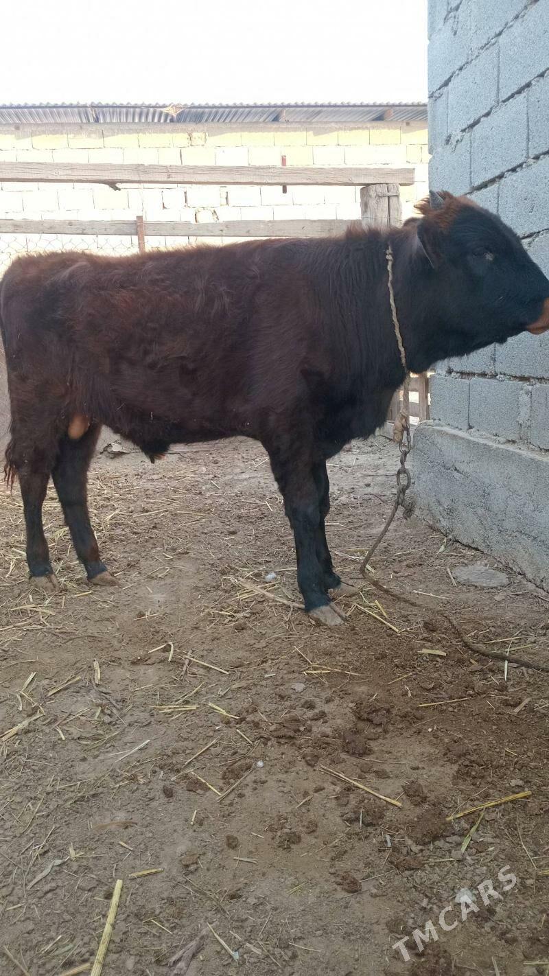 okuzce - Яшлык - img 3