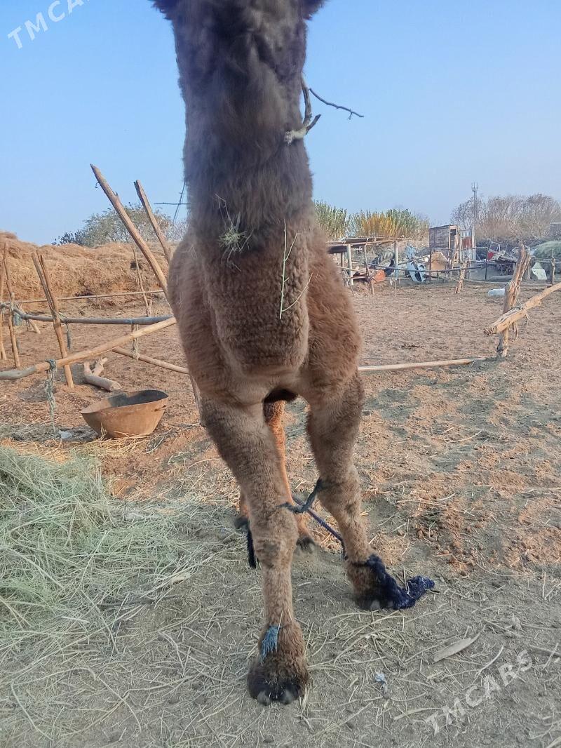 duye - Baýramaly - img 2