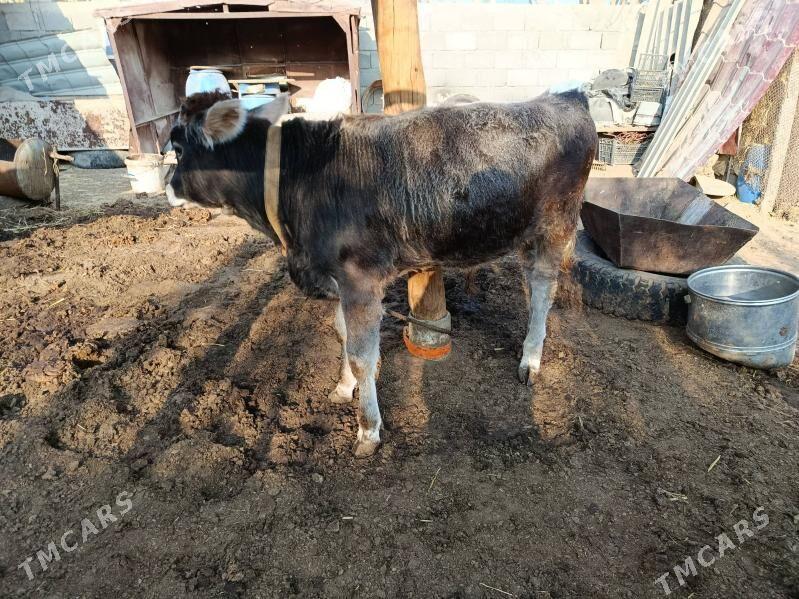 öküzçe - Çoganly - img 2