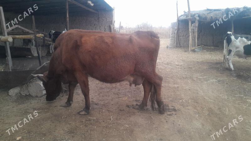 sygyr - Гороглы (Тагта) - img 6