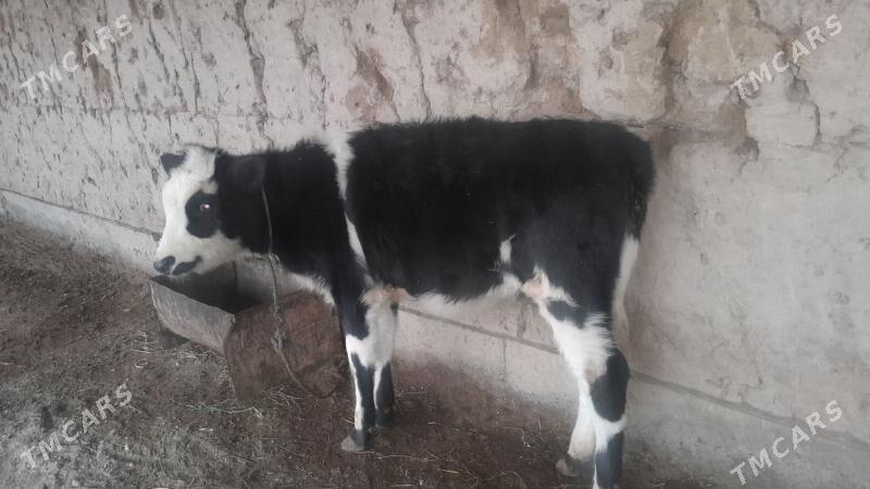 sygyr - Гороглы (Тагта) - img 3