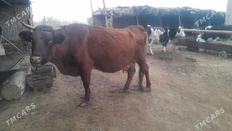 sygyr - Гороглы (Тагта) - img 4