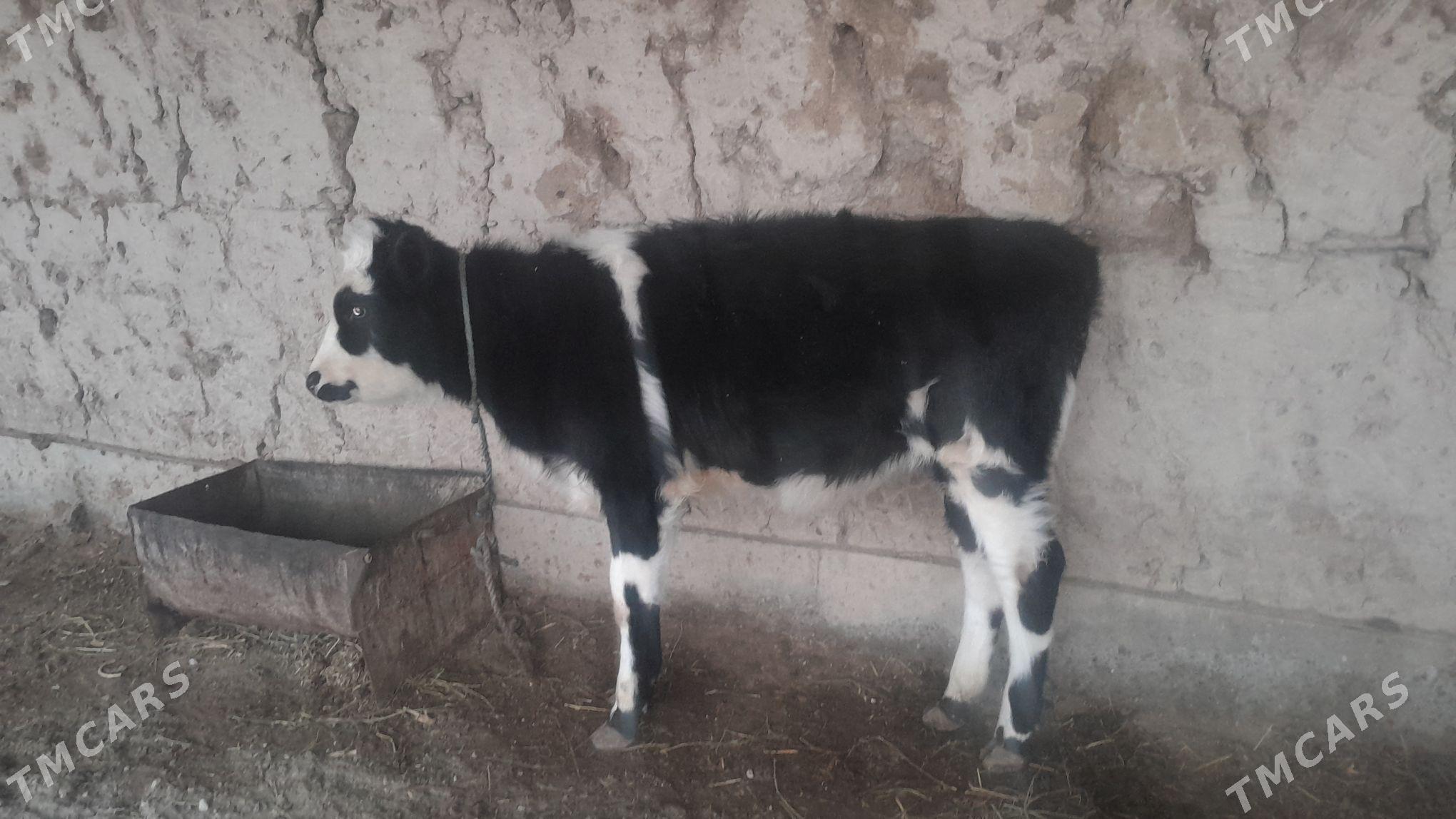 sygyr - Гороглы (Тагта) - img 5