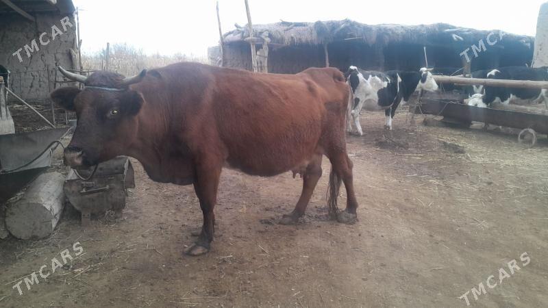 sygyr - Гороглы (Тагта) - img 7