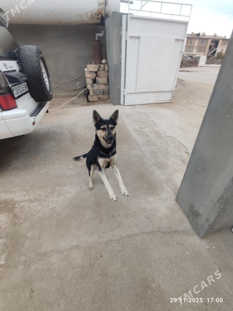 Awcarka - Jebel - img 3