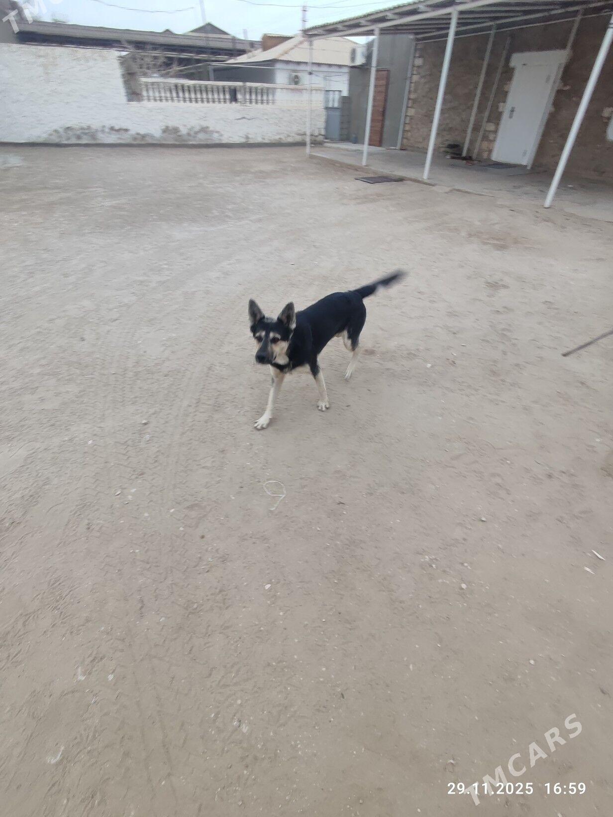 Awcarka - Jebel - img 2