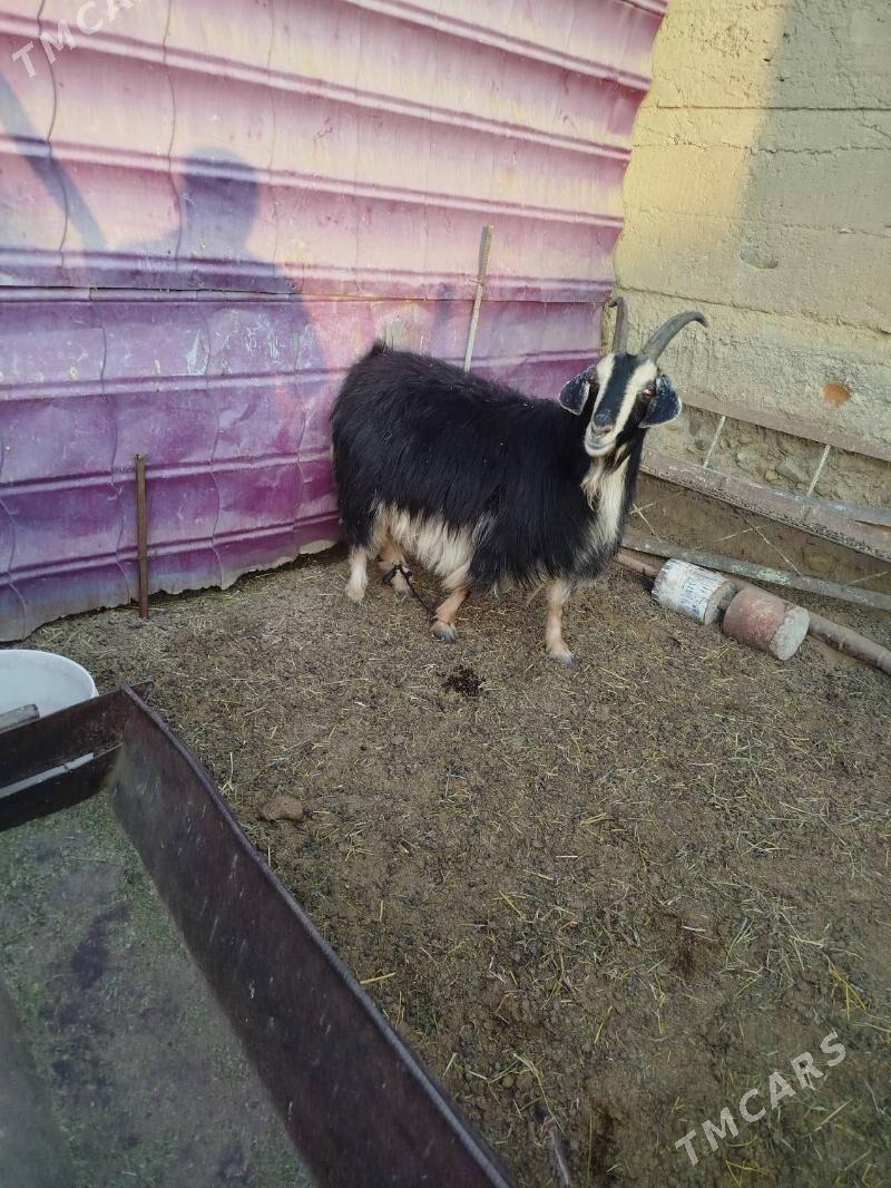 semiz geci - Bäherden - img 3