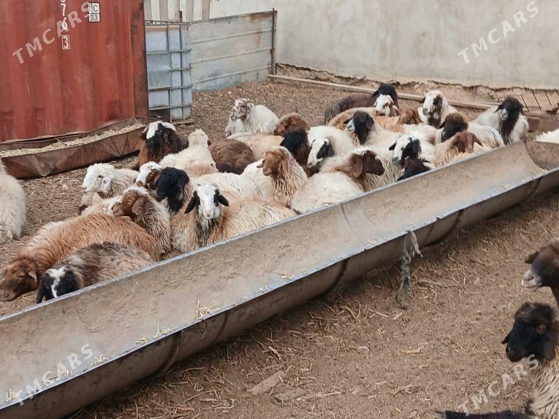 токлылар семиз - Balkanabat - img 2