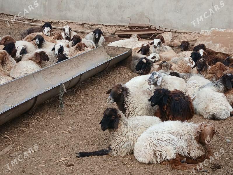 токлылар семиз - Balkanabat - img 1