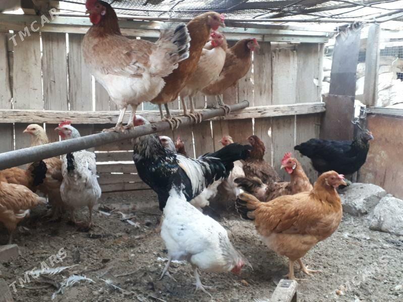 Towuk - Gumdag - img 2