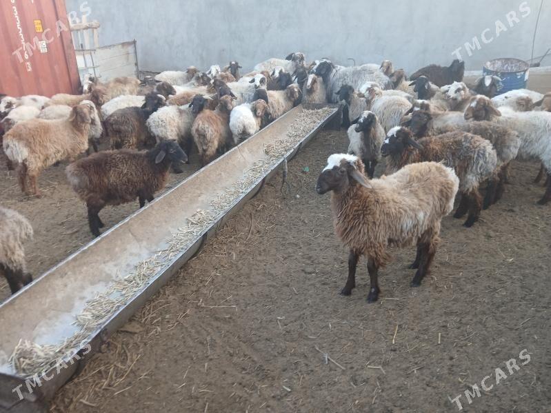 токлылар семиз - Balkanabat - img 4