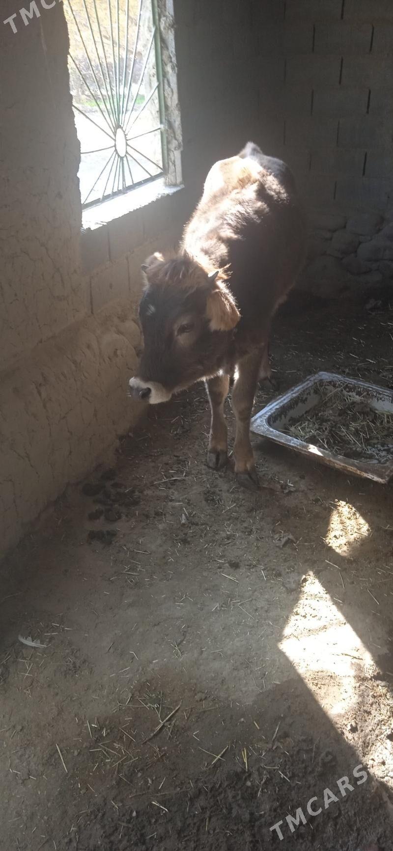 tüwe - Bäherden - img 2