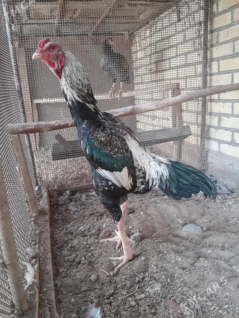 guş - Мары - img 3