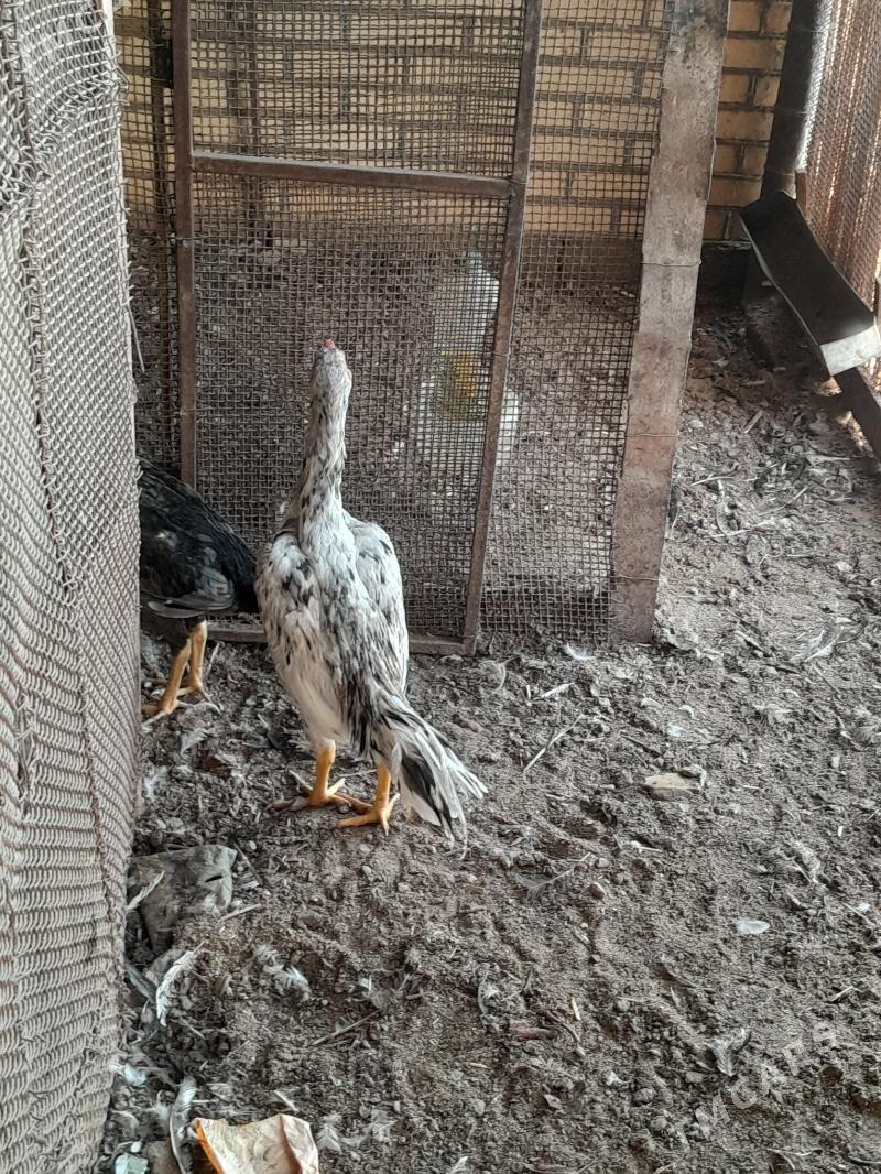 guş - Мары - img 7