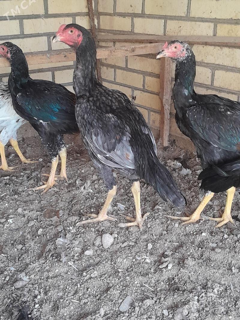 guş - Мары - img 5